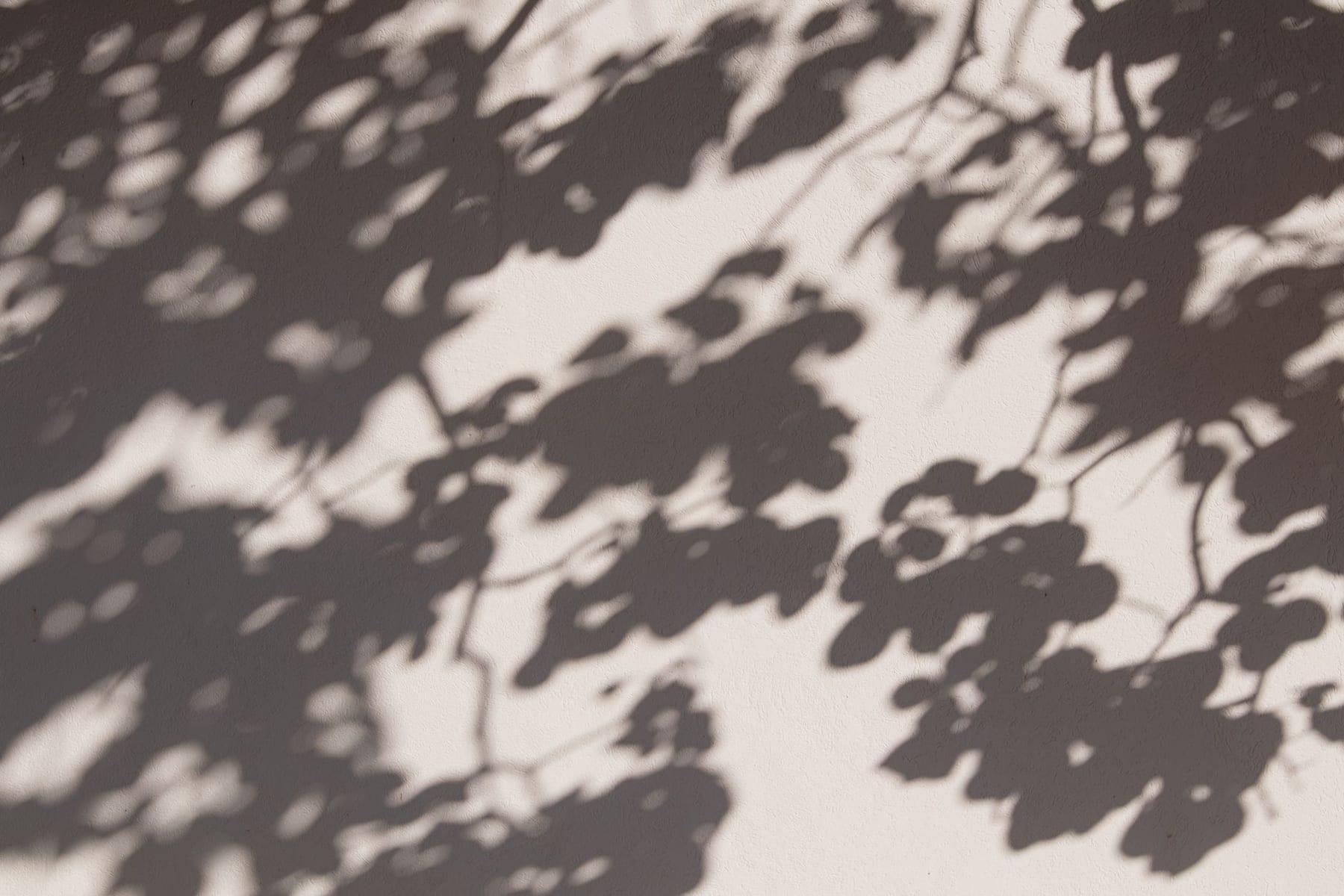 Ombres de feuillage sur un mur